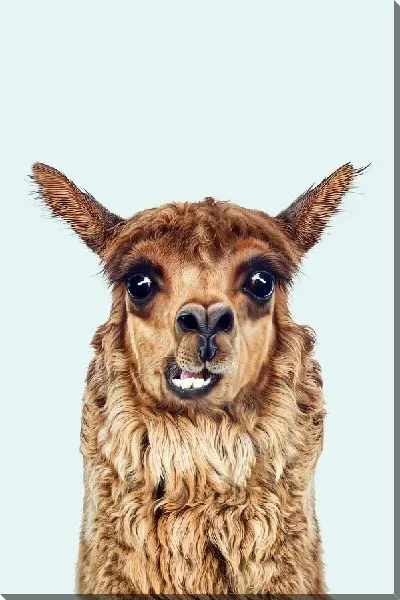 Картина маслом Альпака с зубами