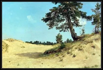 Сосна на песке (Pine on the sand)