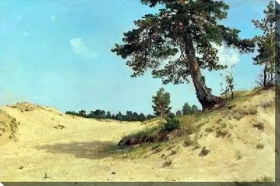 Сосна на песке (Pine on the sand)