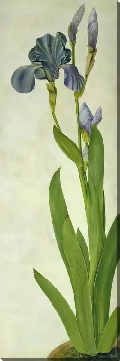 Картина маслом Ирис со стеблем