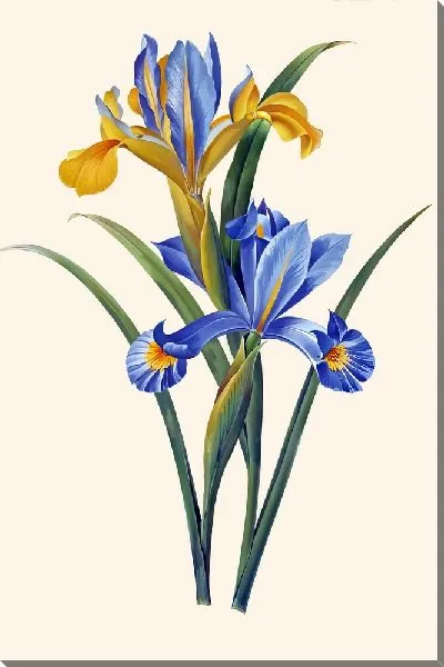 Картина маслом Ирисы на персиковом фоне