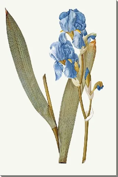 Картина маслом Ирисы и стебли на светлом фоне