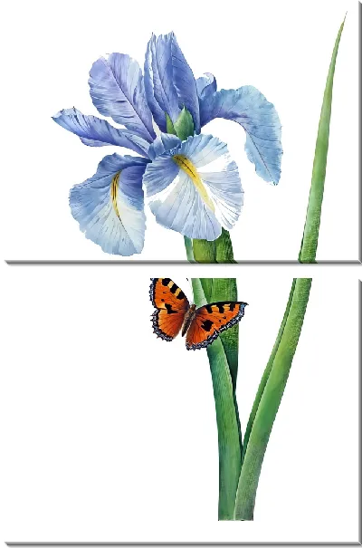 Модульная картина Ирис и бабочка