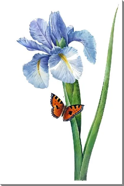 Картина маслом Ирис и бабочка