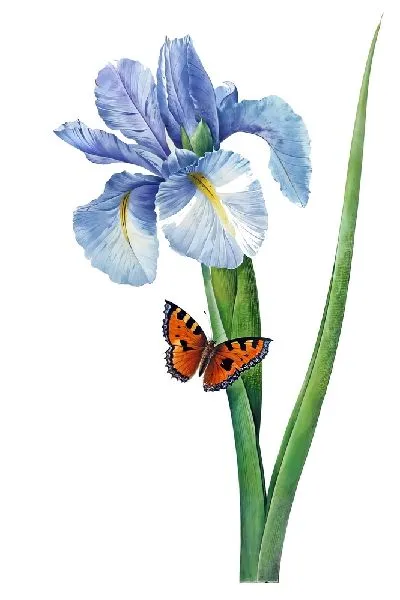 Плакат Ирис и бабочка