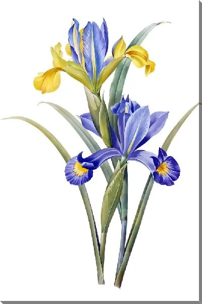 Картина маслом Ирисы №41