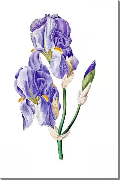 Картина маслом Композиция с ирисами №8