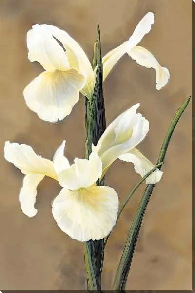 Картина маслом Два ириса на коричневом фоне