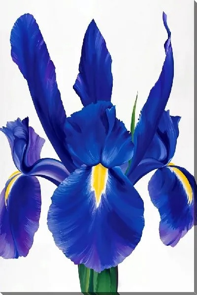 Картина маслом Макро - цветок ириса