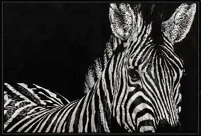 Зебра на черном фоне