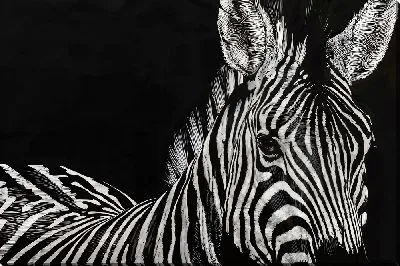 Зебра на черном фоне