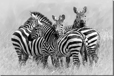 Картина маслом Зебры в поле