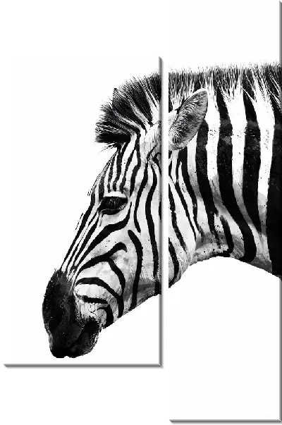 Модульная картина Зебра на белом фоне