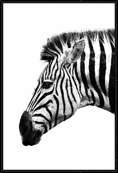 Картина Зебра на белом фоне