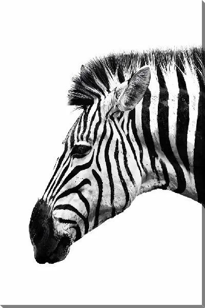 Картина маслом Зебра на белом фоне