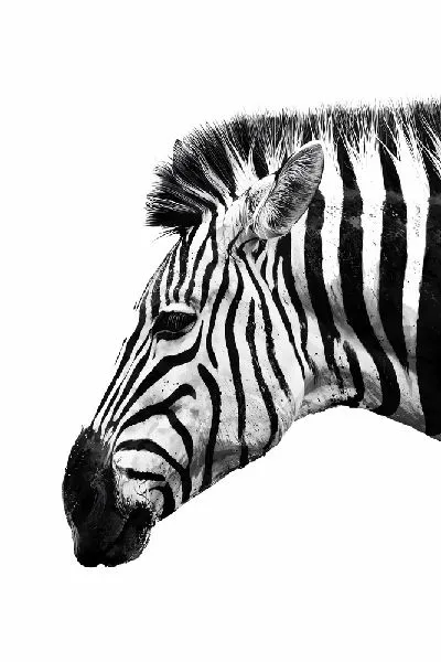 Плакат Зебра на белом фоне