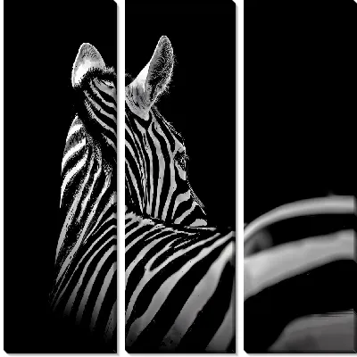 Модульная картина Отвернувшаяся зебра