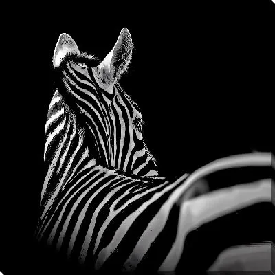 Картина маслом Отвернувшаяся зебра