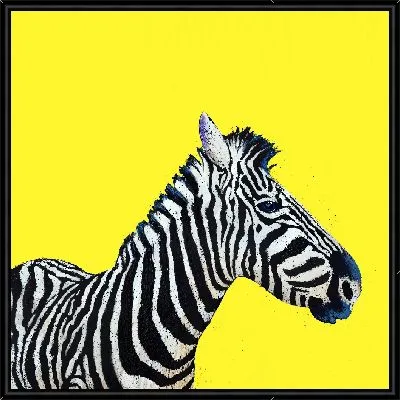 Зебра на ярко-желтом фоне