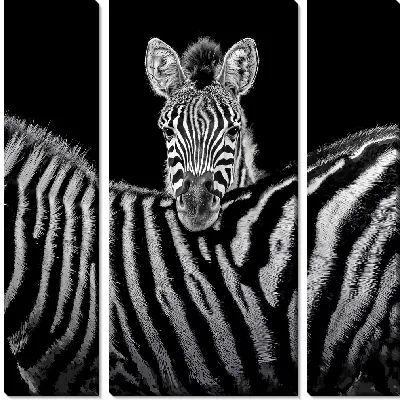 Модульная картина Ожидание зебры