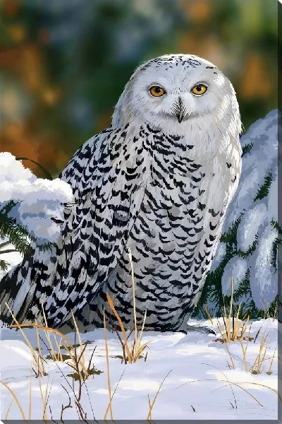 Постер Белая сова