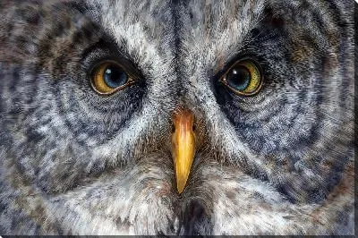 Картина маслом Взгляд совы №2