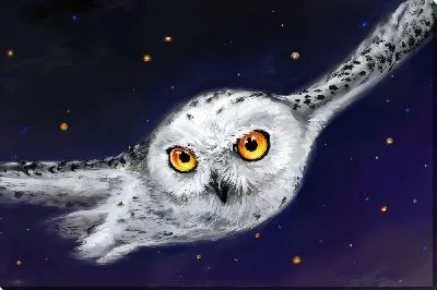 Постер Летящая сова