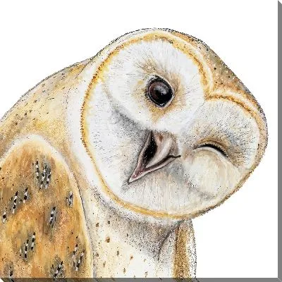 Подмигивающая сова