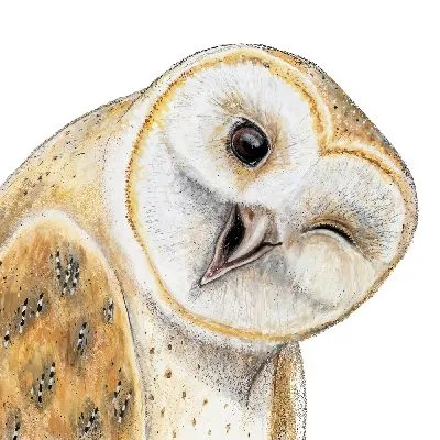 Подмигивающая сова