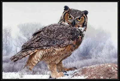 Сова зимой