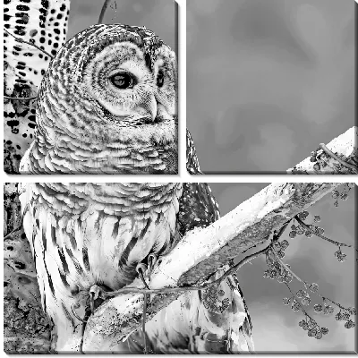 Модульная картина Сова на ветке в ч/б стиле