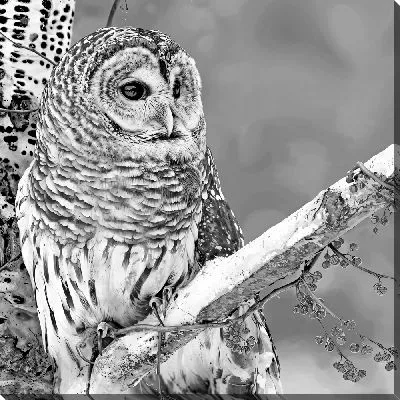Картина маслом Сова на ветке в ч/б стиле