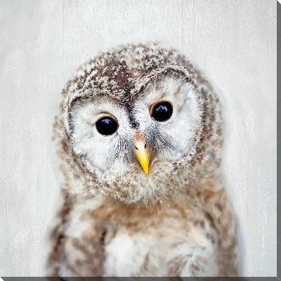 Картина маслом Милый совенок