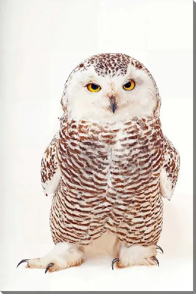 Картина маслом Уверенный совенок