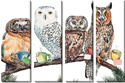 Совиное чаепитие