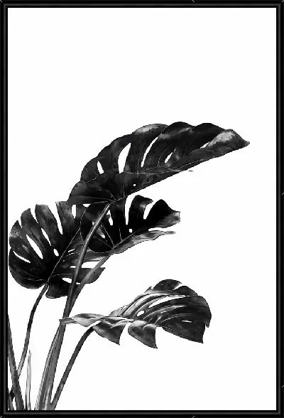 Картина Черные листья монстеры на белом фоне