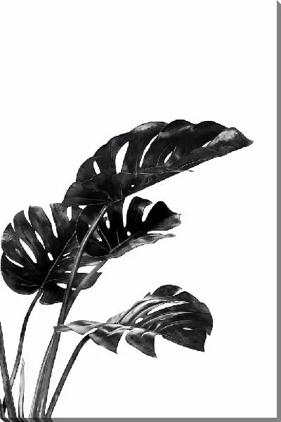 Картина маслом Черные листья монстеры на белом фоне