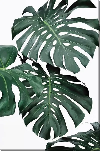 Картина маслом Композиция с монстерой №8