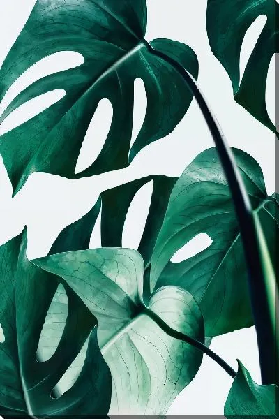 Постер Композиция с монстерой №10