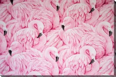 Стая розовых фламинго