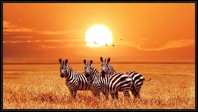 Три зебры на закате
