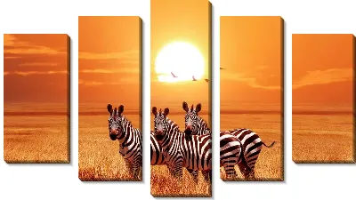 Три зебры на закате