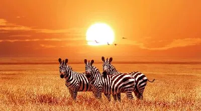 Три зебры на закате