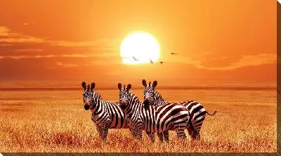 Три зебры на закате