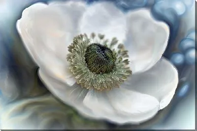 Картина маслом Макро цветок анемон