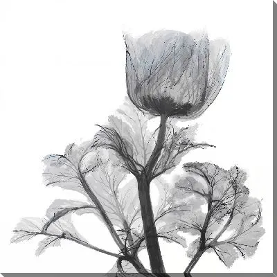 Картина маслом Черно-белая композиция с анемонами