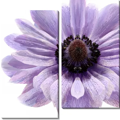 Модульная картина Макро анемона №4