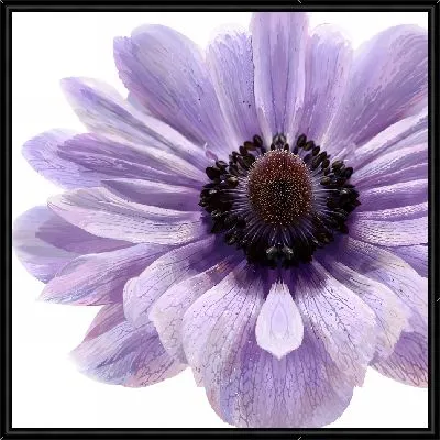 Картина Макро анемона №4