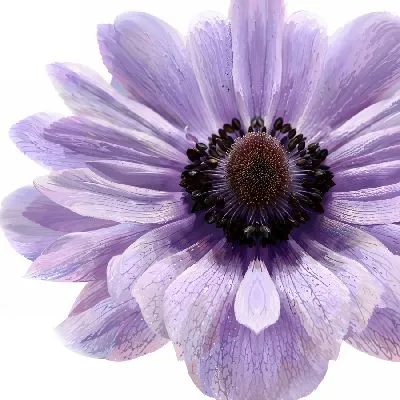 Плакат Макро анемона №4