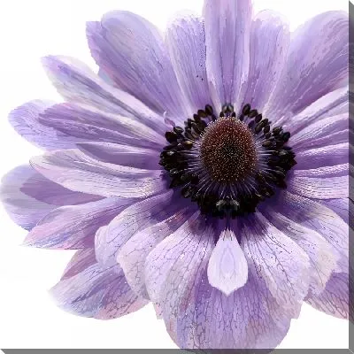 Постер Макро анемона №4